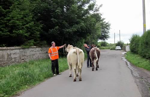 Shawhill Shorthorns